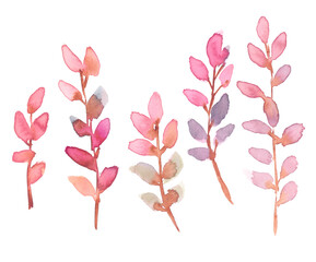 Set of five pale pink branches. Botanical illustration painted in watercolor on clean white background