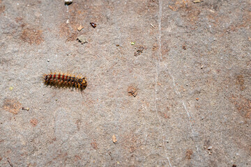 Gypsy moth caterpillar crawling across a large stone.