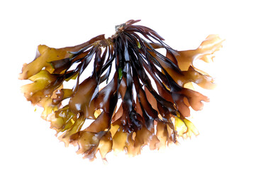 edible seaweed on white background © FV Photography