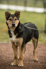 Dogs from a dog shelter with a volunteer. A stray dog in the park with sad eyes. Pet for a walk with the hostess. Take me home. Image with selective focus, noise effect and toning. Russia.