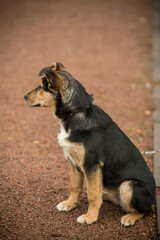 Dogs from a dog shelter with a volunteer. A stray dog in the park with sad eyes. Pet for a walk with the hostess. Take me home. Image with selective focus, noise effect and toning. Russia.