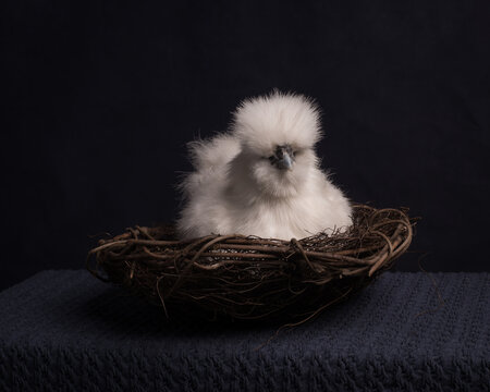 Studio portrait of white chicken in basket