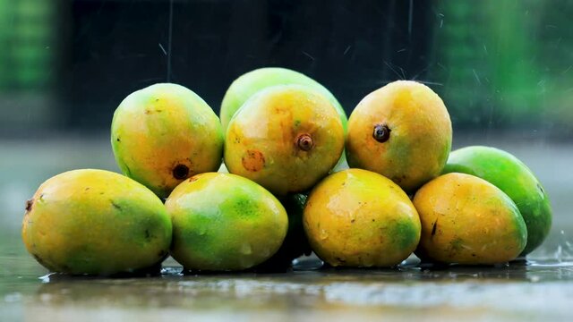 Fresh Harvest Seasonal Organic Alphonso, King of Mango, placed in rain. Sweet delicious mango in monsoon season.