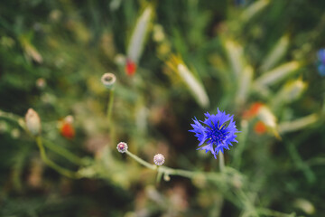 purple cornflower in the field