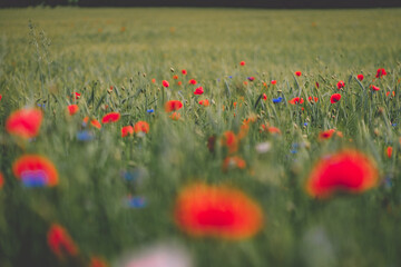 poppies in the field of wheat