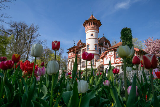 Tulpen am Kurparkschl&ouml;sschen in Herrsching am Ammersee