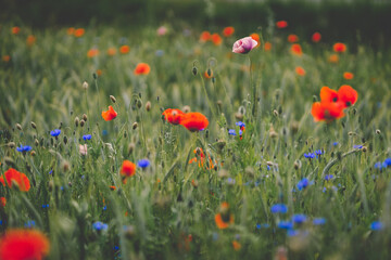 field of red poppies and blue cornflowers
