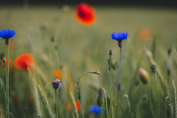 field of red poppies and cornflowers