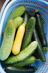採りたてのオーガニック畑のズッキーニとキュウリ
