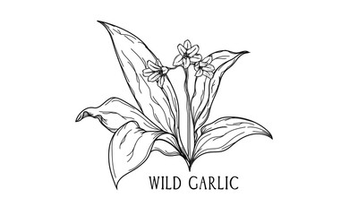 Hand drawn botanical vector art of wild garlic