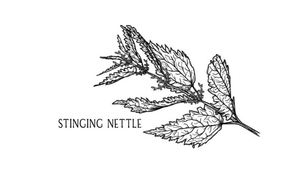 Hand drawn botanical vector art of a stining nettle