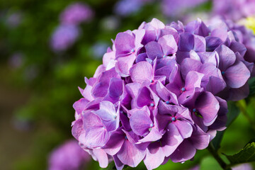 Pink Hydrangea flower blooming in spring and summer in a garden. Beautiful bush of hortensia flowers