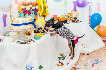 
A small dog of a dwarfish breed tastes treats at a dog holiday.