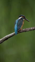 Martin Pescatore