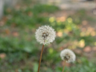 Dandelion Flower in complete rounded shape, faded color tone, on natural background.