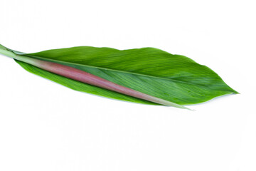 Obraz premium Galangal leaf and flower isolated on white background.