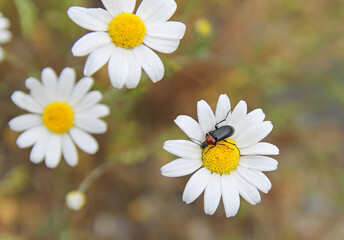 Fototapeta premium Heliotaurus ruficollis is a polyphagous diurnal beetle of the family Tenebrionidae very common in the western Mediterranean region. Known as the Sun Bull, it plays a role in pollinating the flowers.