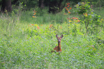 roe deer in the forest