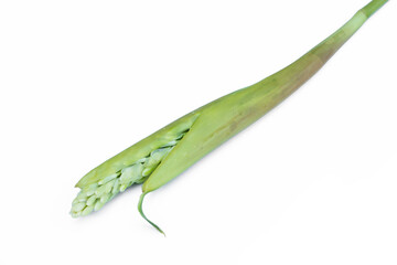 Galangal leaf and flower isolated on white background.