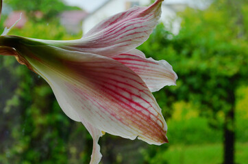 Closeup of a Hippeastrum Correiense. It is a flowering perennial herbaceous bulbous plant, in the family Amaryllidaceae.