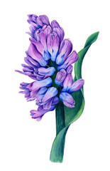 Violet with blue Hyacinth flower watercolor illustration isolated on a white background suitable for spring designs