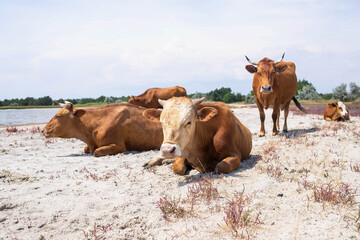 Cow on the lake under hot sun, drought, lack of grass for feeding animals, environmental problems, red sift