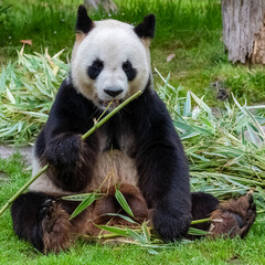 Obraz premium Young giant panda eating bamboo in the grass, portrait 