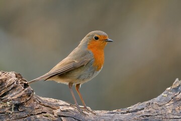 European Robin bird sitting on old wood in forest. At sunset, closeup. Genus species Erithacus rubecula.	