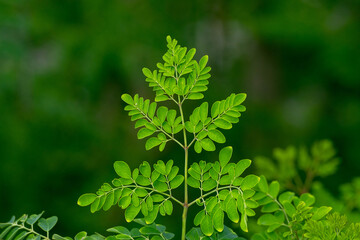 Fresh moringa leaves background