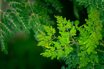 Fresh moringa leaves background