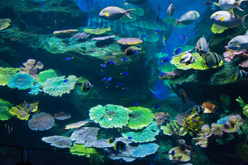 Fototapeta na wymiar Colorful coral reef in the aquarium.
