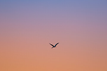 Fototapeta na wymiar Stork flying home in the evening