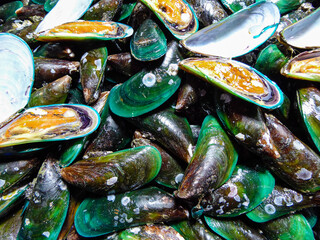 Muscheln
