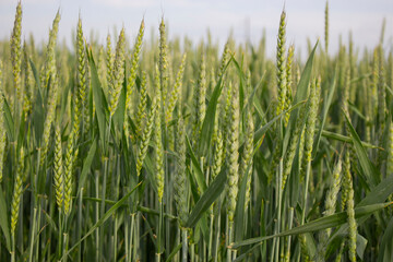 Young ears of wheat on the field. Agriculture in the village on land plots where cereals grow.