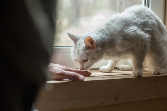 Sick old cat under care. Pet on the window with a human hand. Elderly cat who is very tired. Image with selective focus and noise effect .