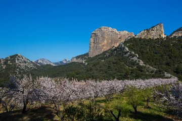 Almond blossom in Ports de Beseit, Tarragona, Spain