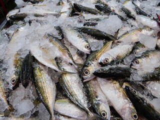 Fisch