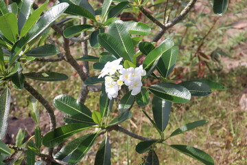 Obraz premium Fleur blanche à Ko Phi Phi, Thaïlande 