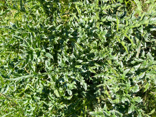 Green floral background. Free space.