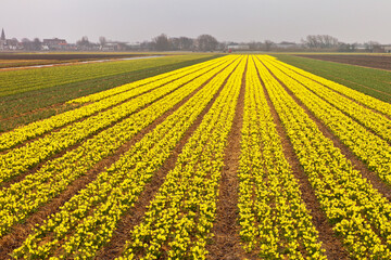 Netherlands. Traditional Dutch floriculture. Top view on the well-groomed fields of yellow daffodils on a spring day