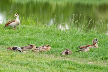 Egyptian goose family with goslings in the grass, Alopochen aegyptiaca or Nilgans