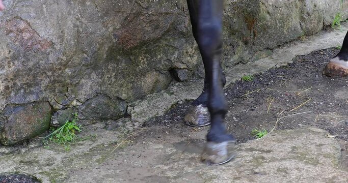 The legs of the Holsteiner horse close up
