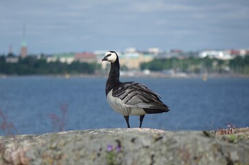 Barnacle Goose on the rock. Helsinki on background