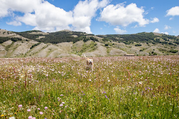 Dog running in a flowery meadow. Hiker with dog running in the mountains during spring. Sports activities with dog