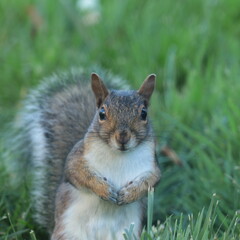 eastern gray squirrel (Sciurus carolinensis) alert to danger