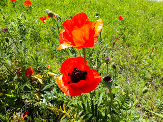red poppy flowers in field