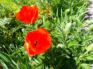 Fototapeta na wymiar red poppy in green grass