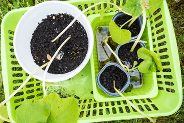 potted plants before planting in the garden