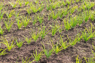 photo green onions in the garden