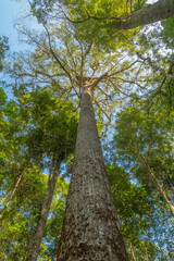 Fototapeta premium Looking up to the top of tree in forest.